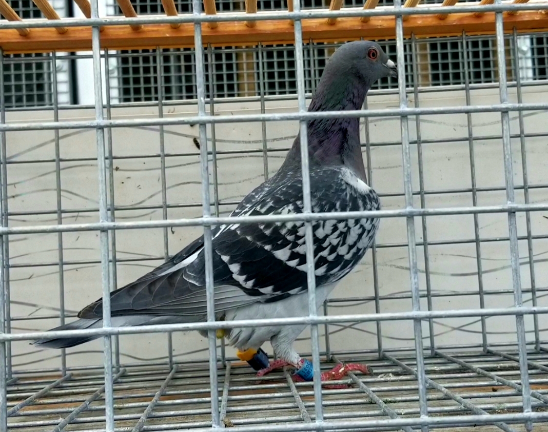 Orlderbyshanovo
